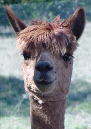 Alpaca For Sale - Trinity's Trina at Fancy Fiber Farm